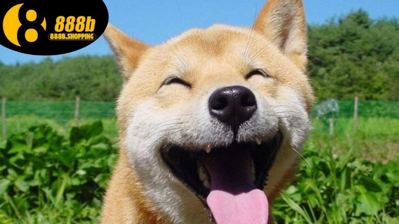 Mơ Thấy Chó Đánh Con Gì? Con Số May Mắn Trong Lô Đề 3 mo-thay-cho-danh-con-gi-2