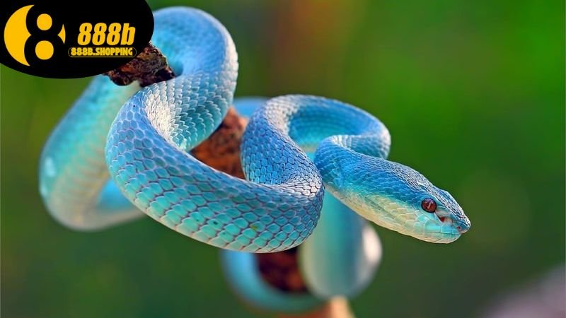 Mơ Thấy Rắn - Khám Phá Ý Nghĩa Và Những Con Số May Mắn 4 mo-thay-ran-3